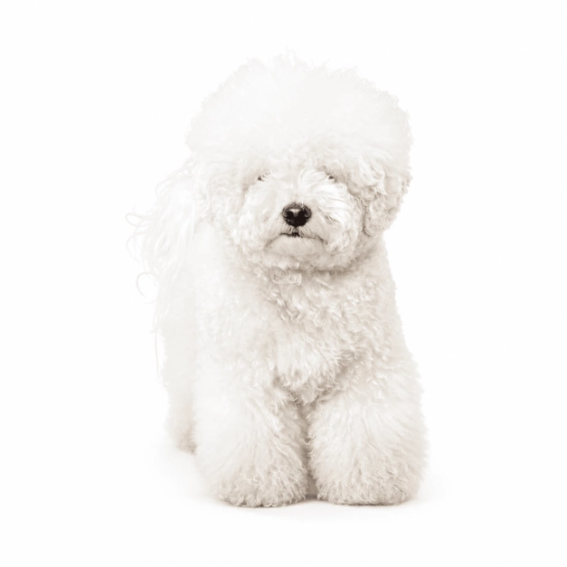 dog before grooming